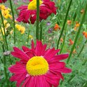 Pyrethrum roseum fleur